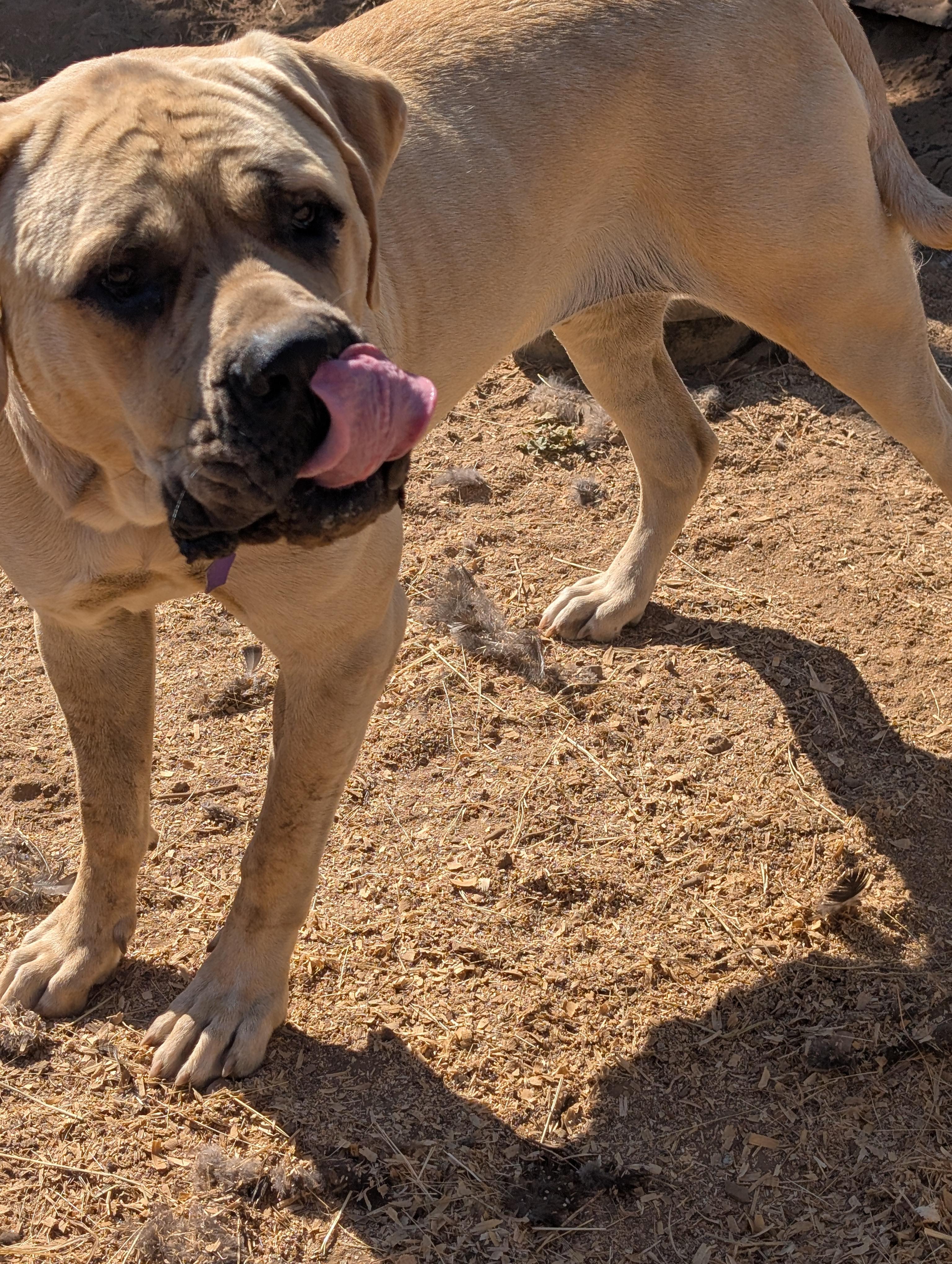 Isla, a ADOPTABLE Mastiff in COEUR D ALENE, ID image 4/6