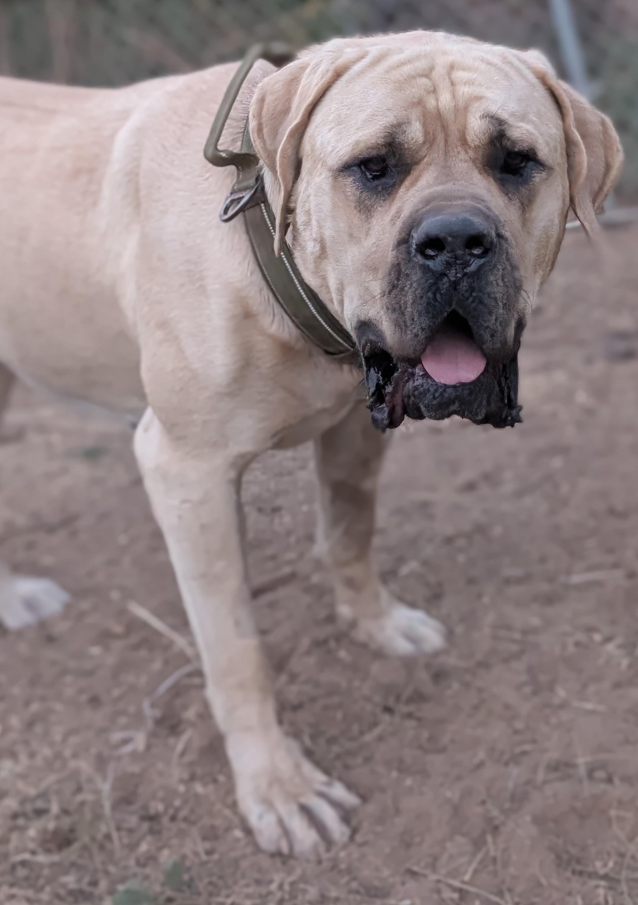 Isla, ADOPTABLE, Adult Female Mastiff.