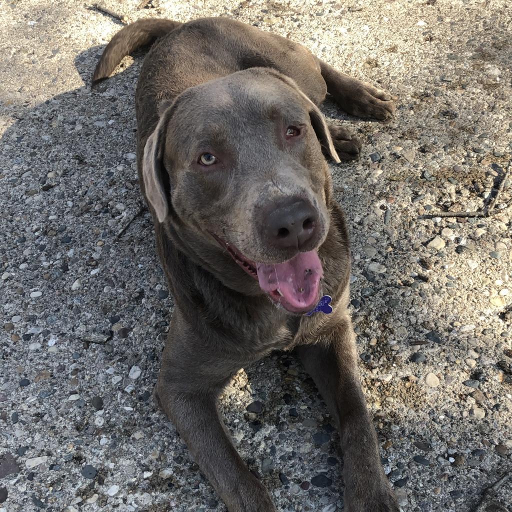 Enlarge Bandit, a Adoptable Labrador Retriever in West Des Moines, IA image 1/2