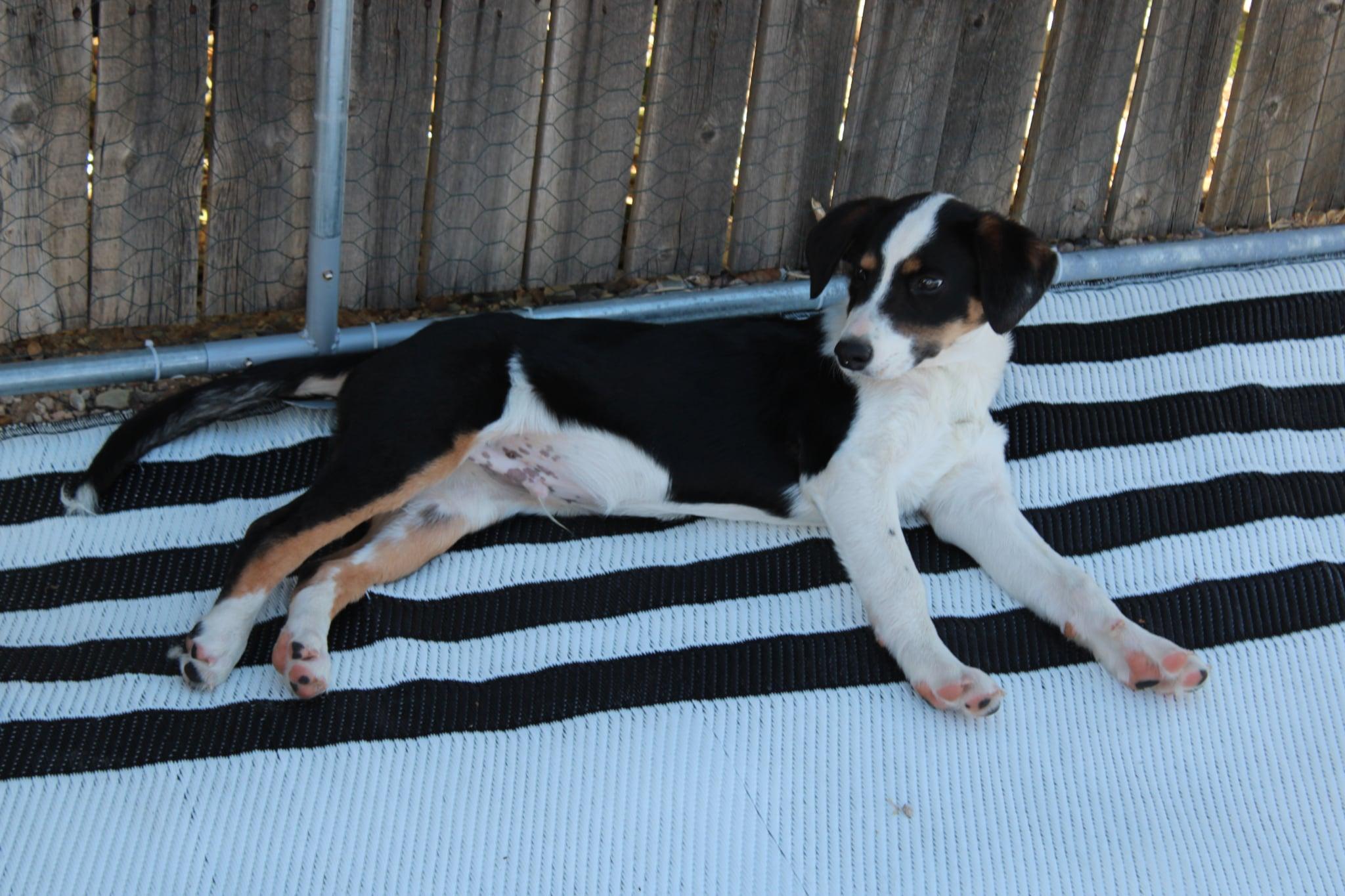 Dexter AKA Buster, an adoptable Australian Cattle Dog / Blue Heeler in Willcox, AZ, 85643 | Photo Image 1