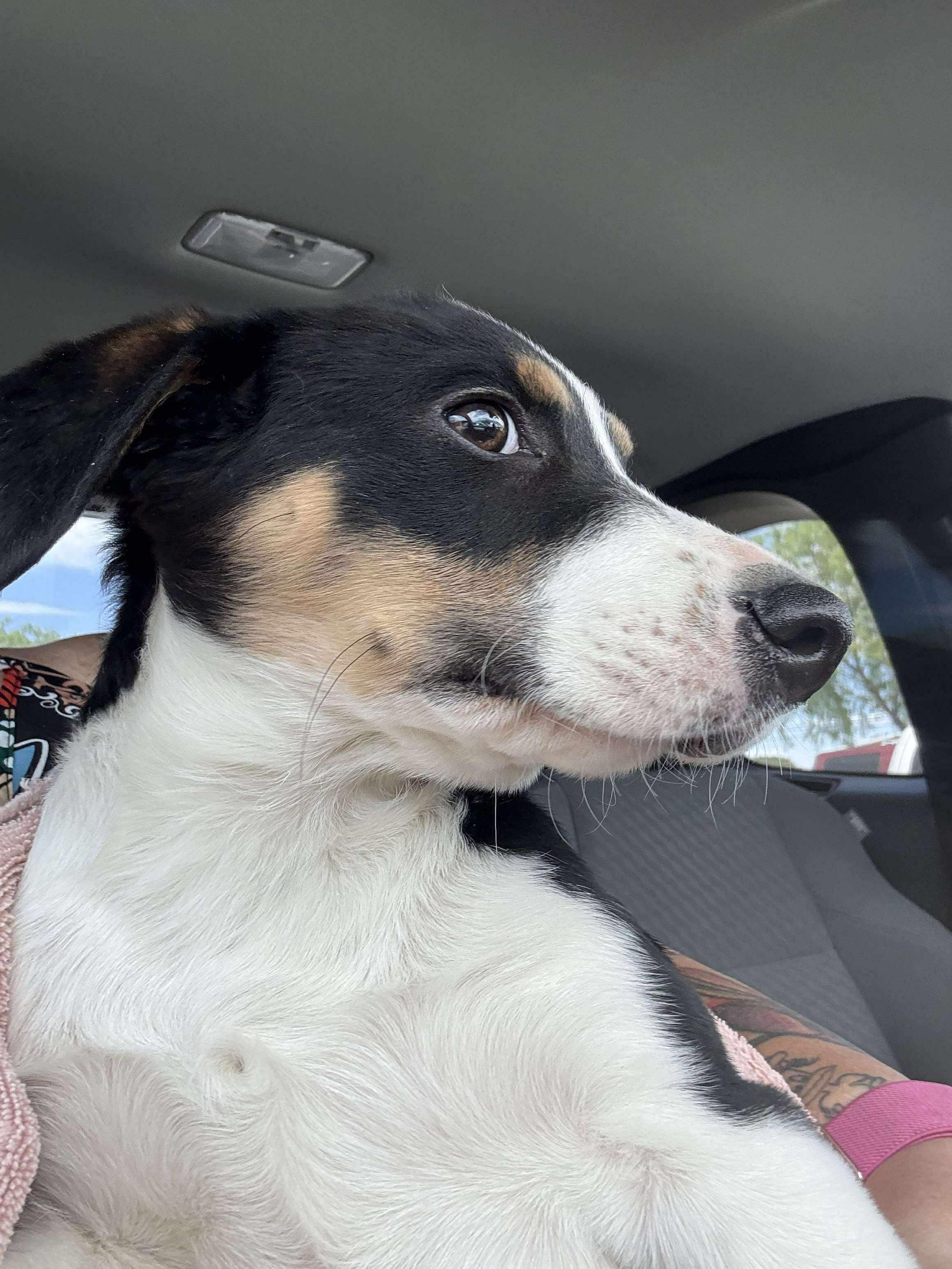 Dexter AKA Buster, an adoptable Australian Cattle Dog / Blue Heeler in Willcox, AZ, 85643 | Photo Image 2