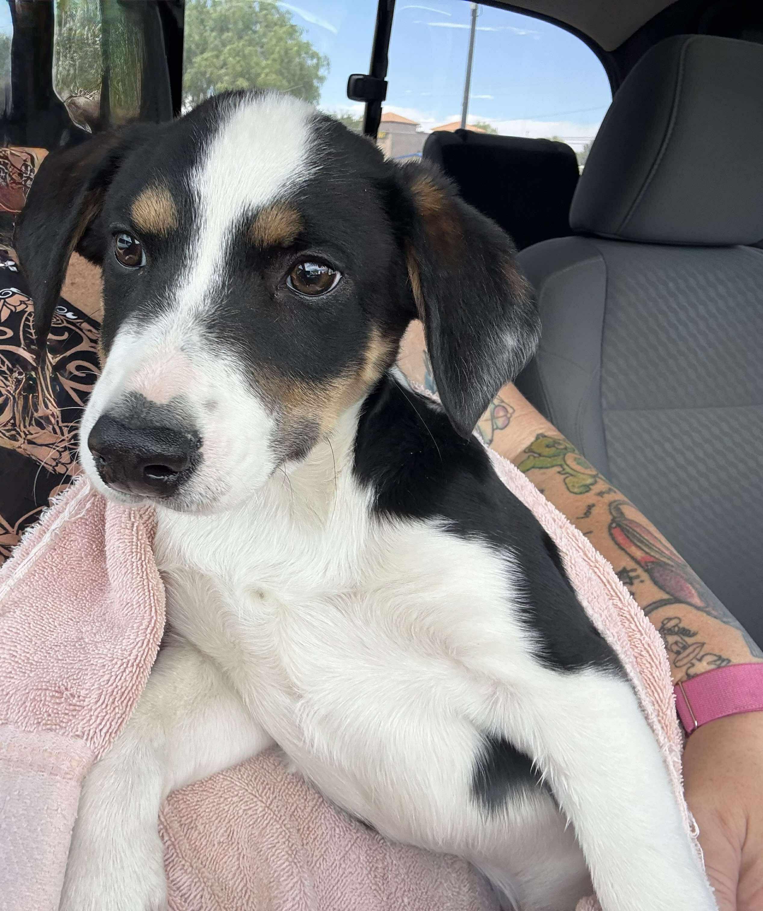 Dexter AKA Buster, an adoptable Australian Cattle Dog / Blue Heeler in Willcox, AZ, 85643 | Photo Image 4