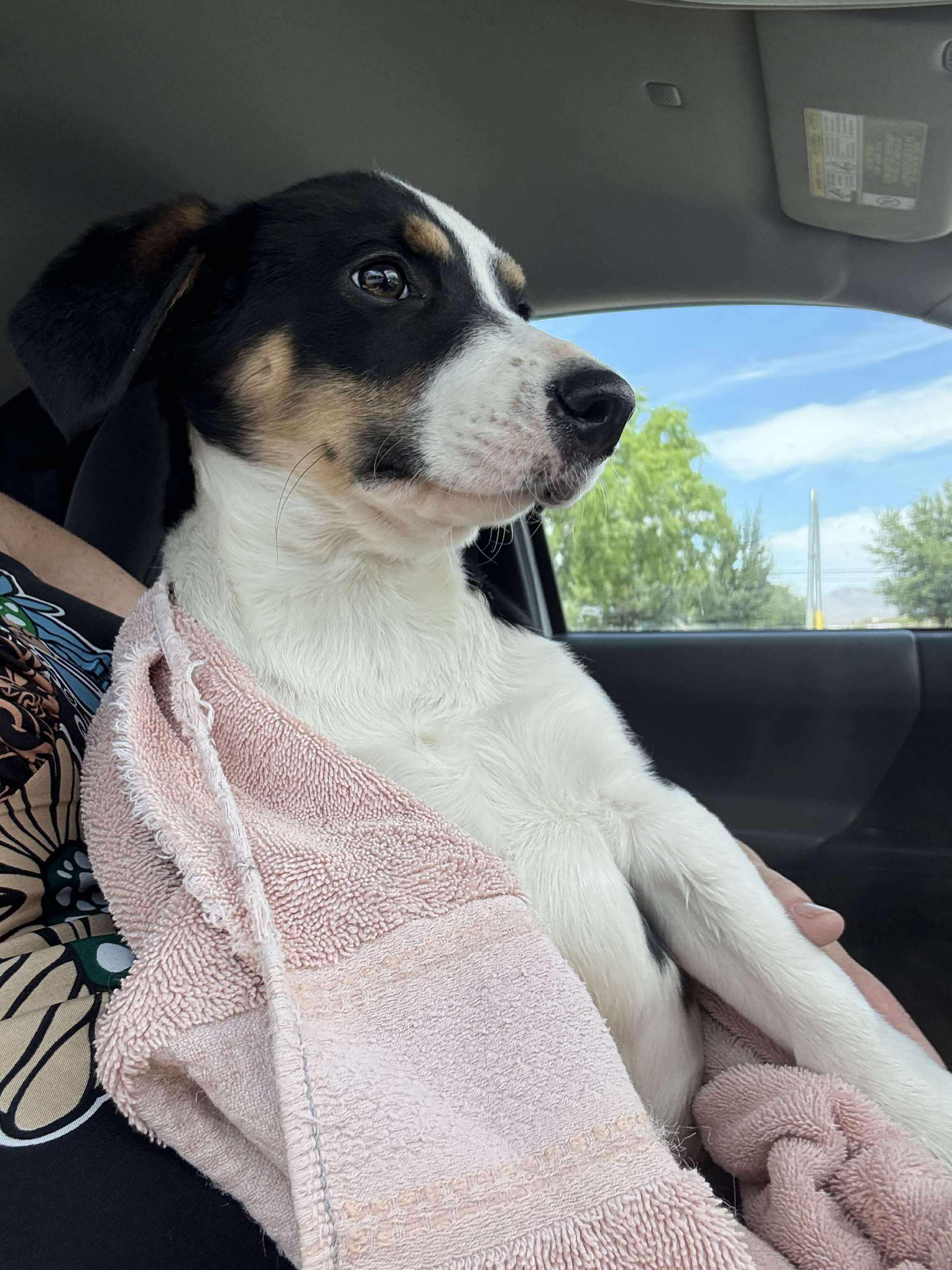 Dexter AKA Buster, an adoptable Australian Cattle Dog / Blue Heeler in Willcox, AZ, 85643 | Photo Image 3