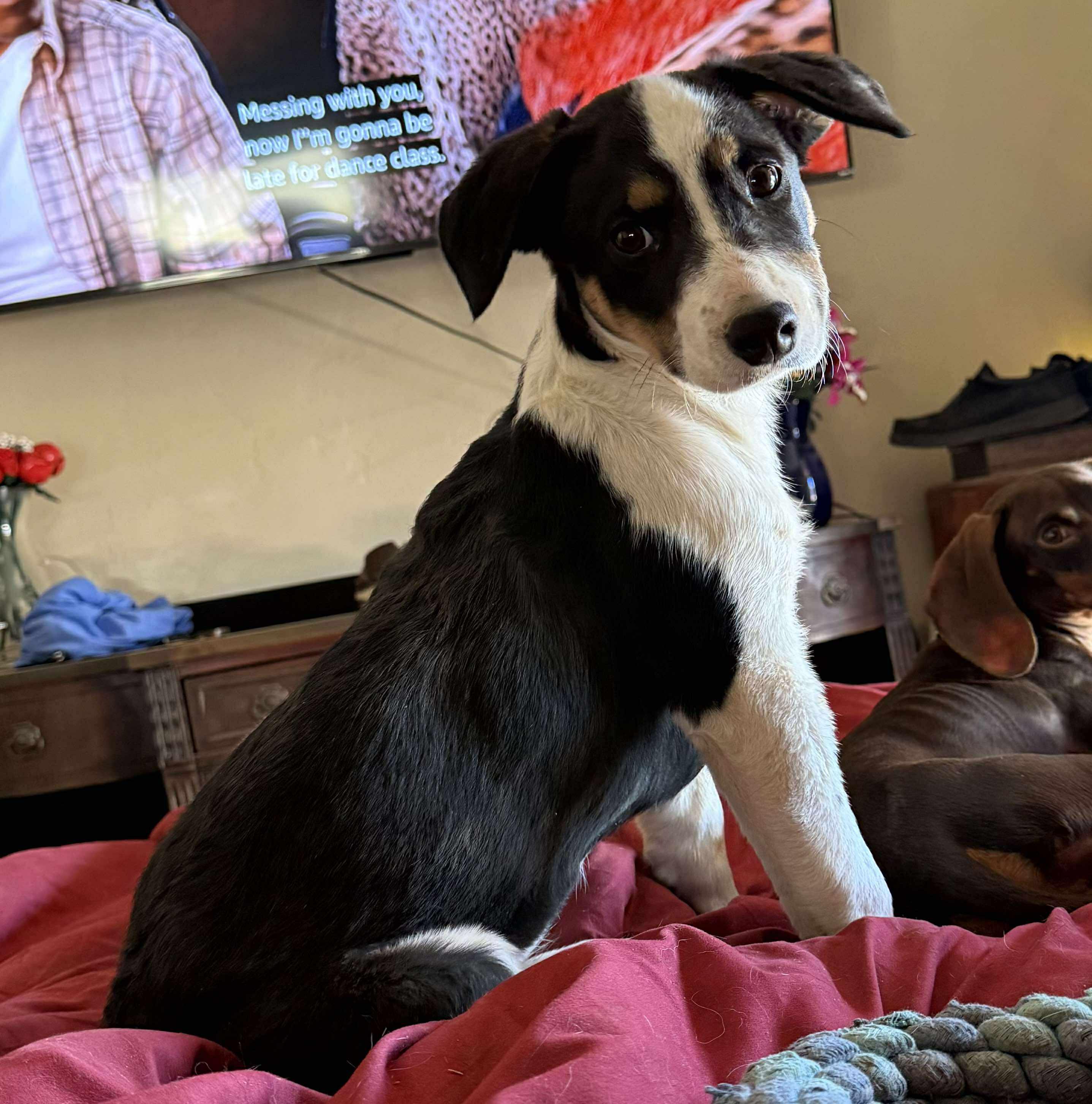Dexter AKA Buster, an adoptable Australian Cattle Dog / Blue Heeler in Willcox, AZ, 85643 | Photo Image 5