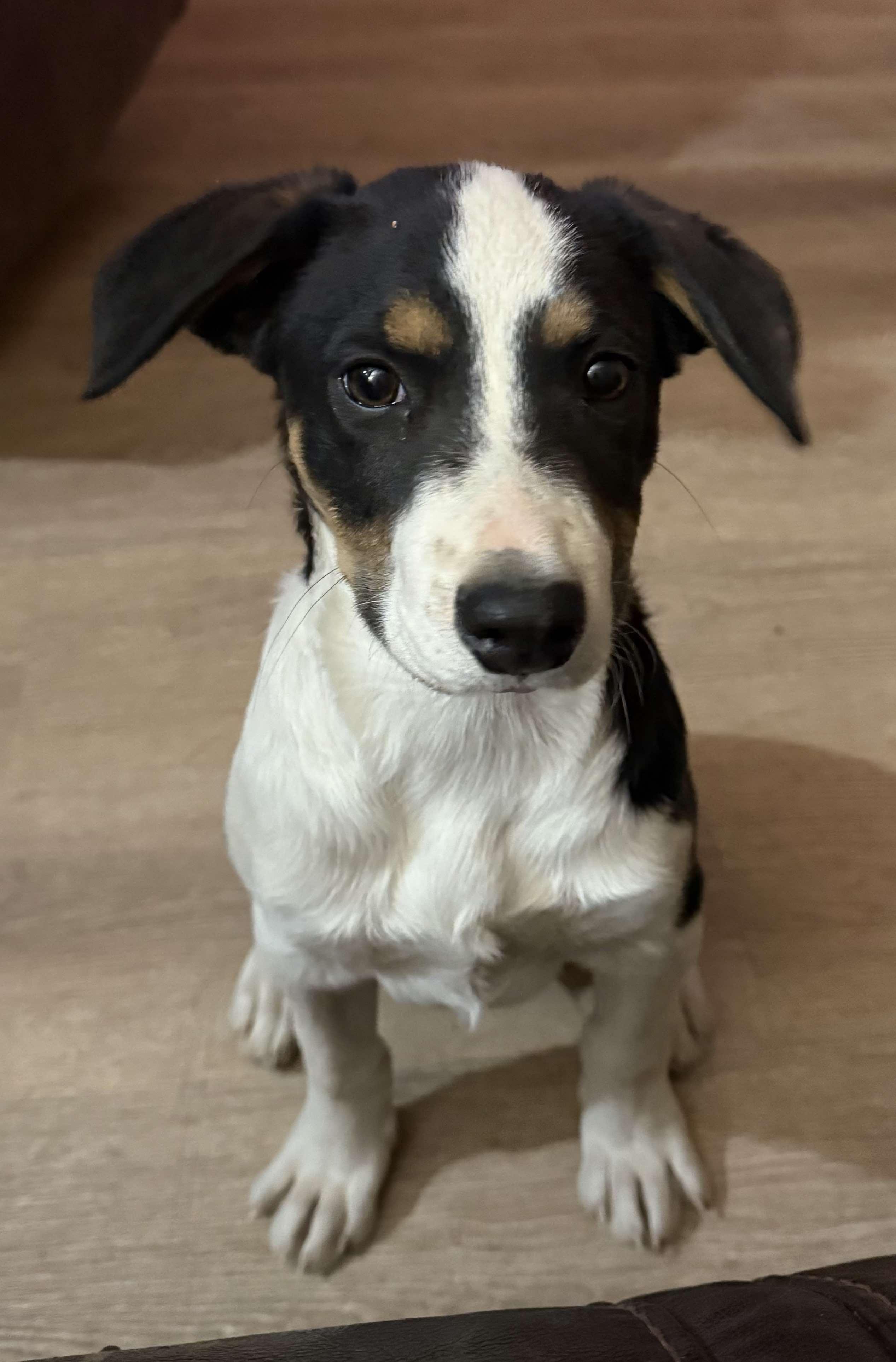 Dexter AKA Buster, an adoptable Australian Cattle Dog / Blue Heeler in Willcox, AZ, 85643 | Photo Image 6