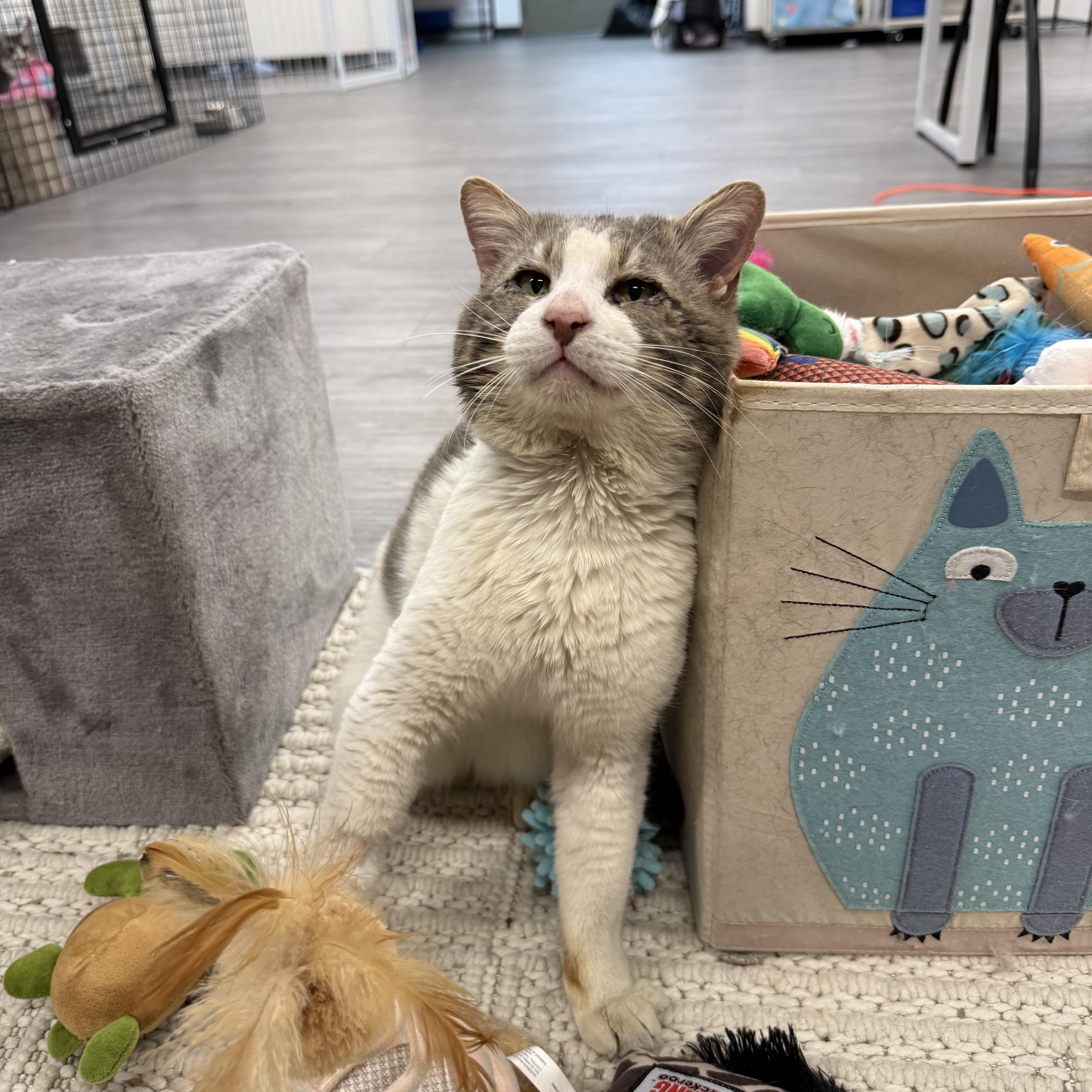 Enlarge Boris, a ADOPTABLE Domestic Short Hair in Walnut Creek, CA image 5/6