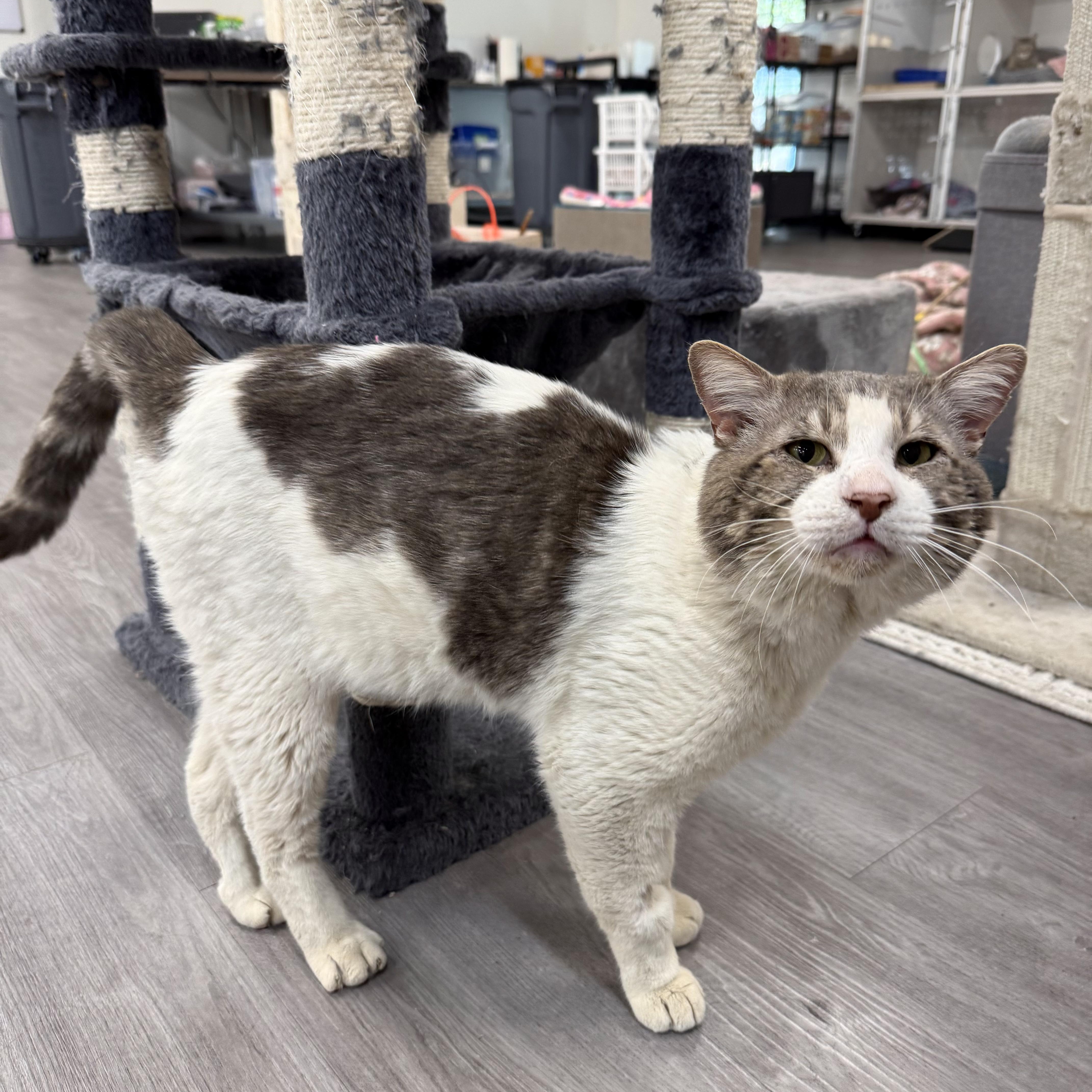 Enlarge Boris, a ADOPTABLE Domestic Short Hair in Walnut Creek, CA image 2/6