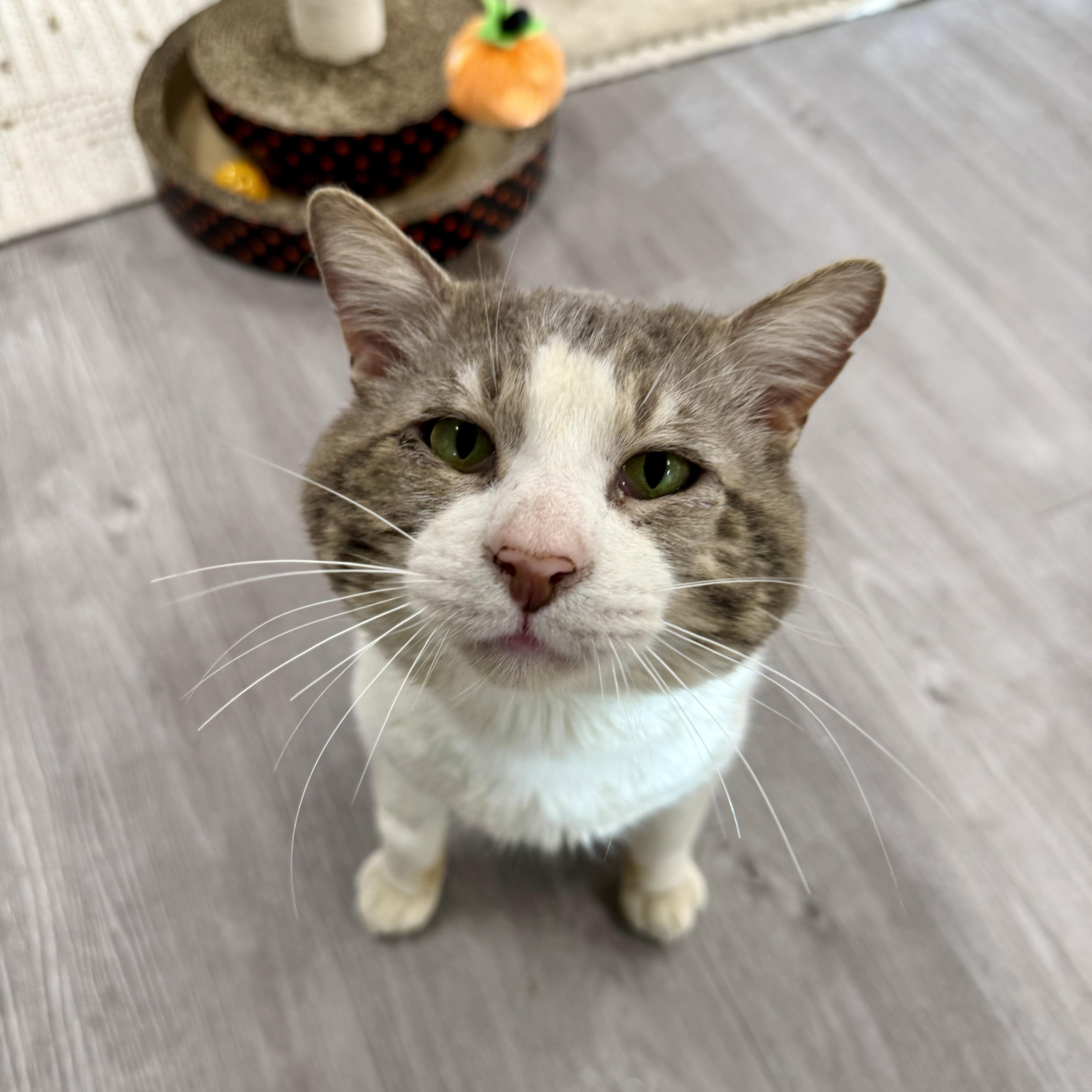 Enlarge Boris, a ADOPTABLE Domestic Short Hair in Walnut Creek, CA image 6/6