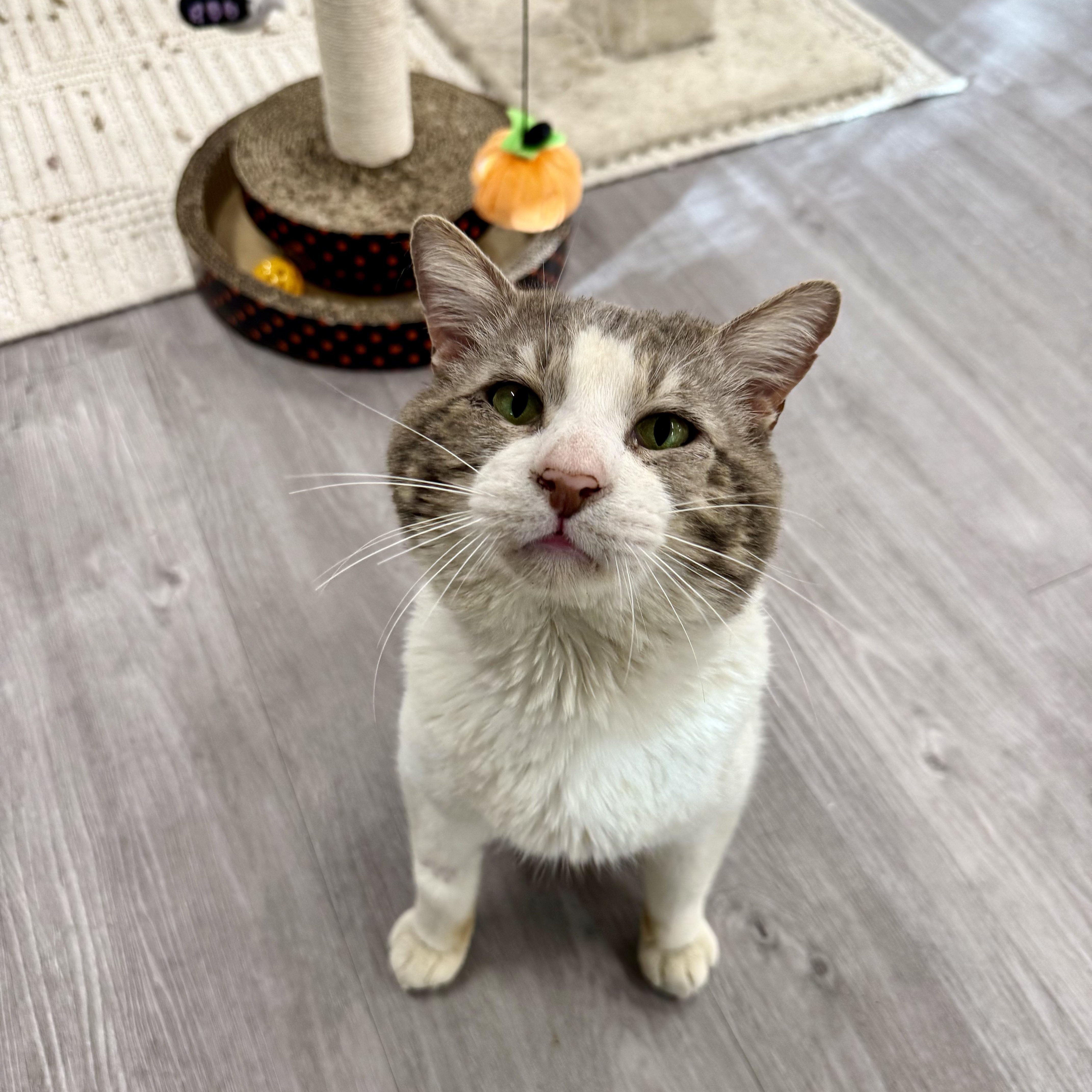 Enlarge Boris, a ADOPTABLE Domestic Short Hair in Walnut Creek, CA image 3/6