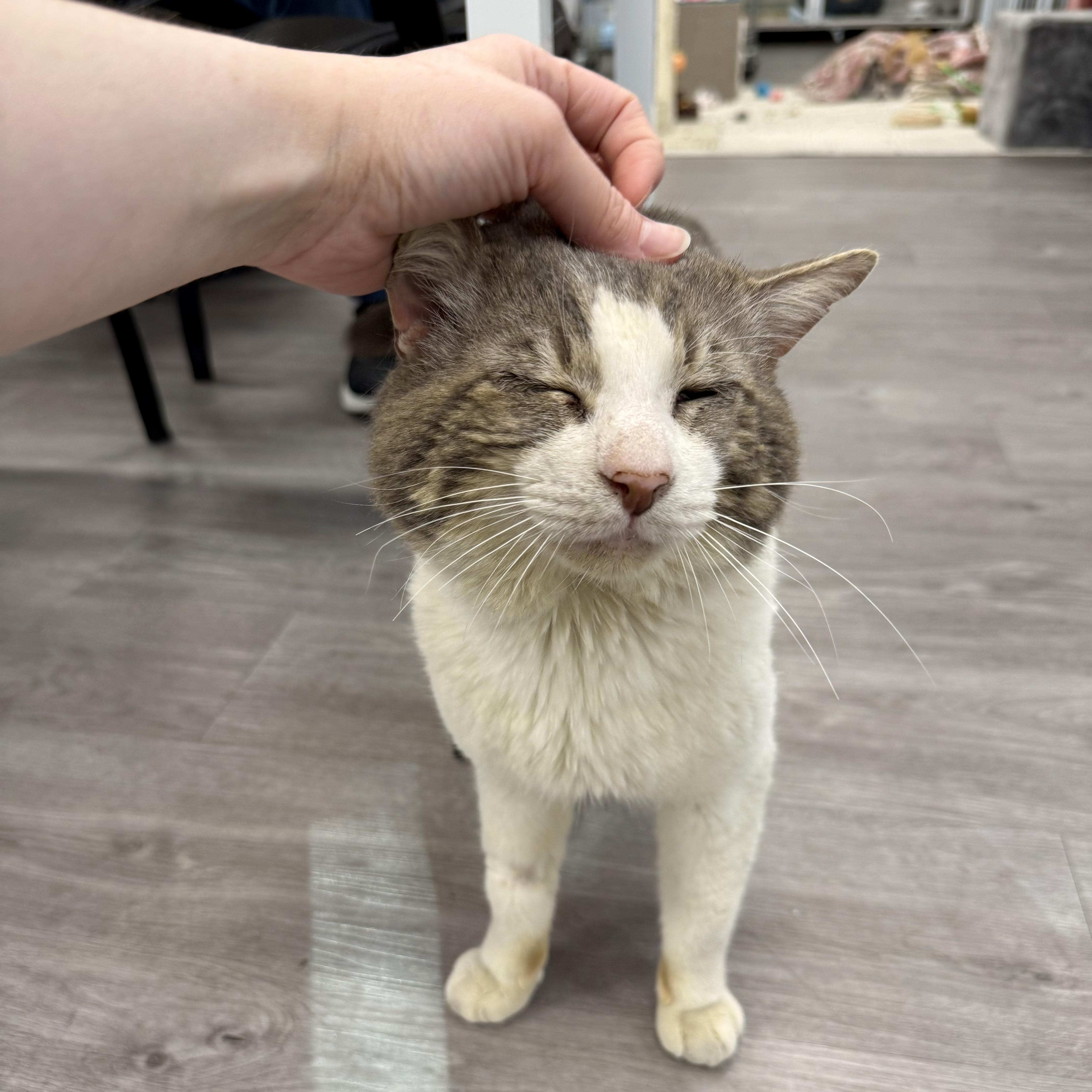 Enlarge Boris, a ADOPTABLE Domestic Short Hair in Walnut Creek, CA image 4/6