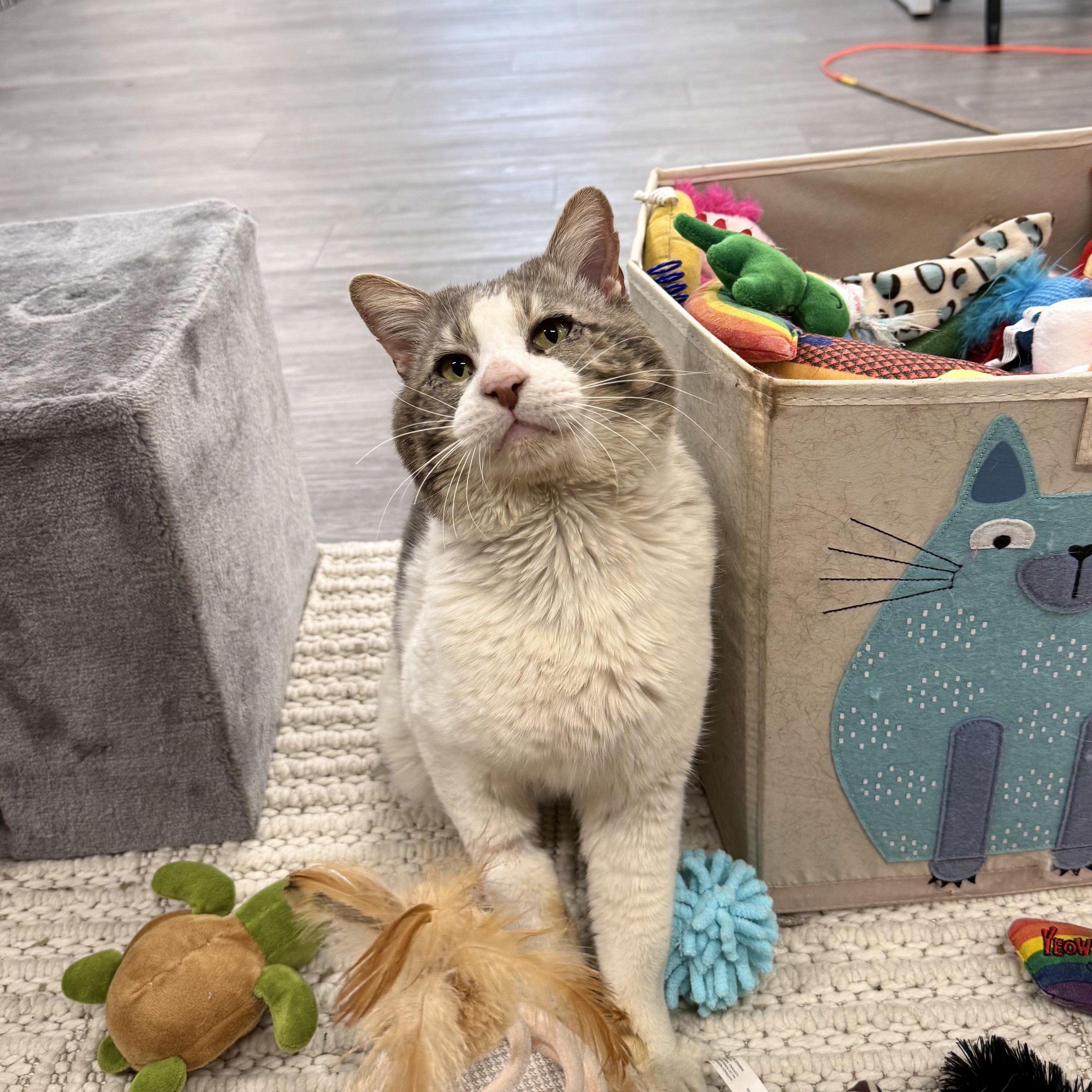 Boris, ADOPTABLE, Adult Male Domestic Short Hair.