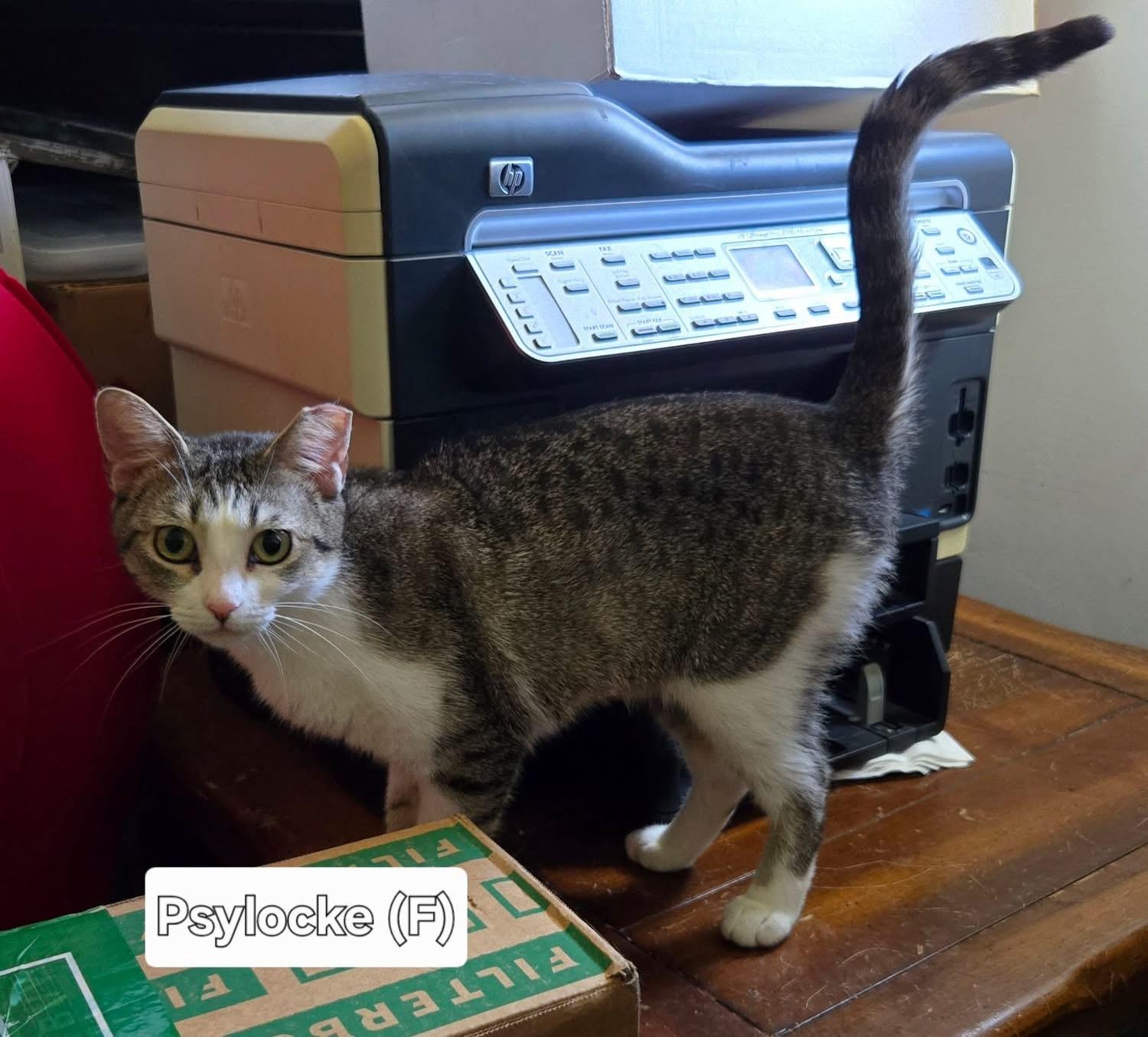 Psylocke, Adoptable, Young Female Domestic Short Hair & Siamese.