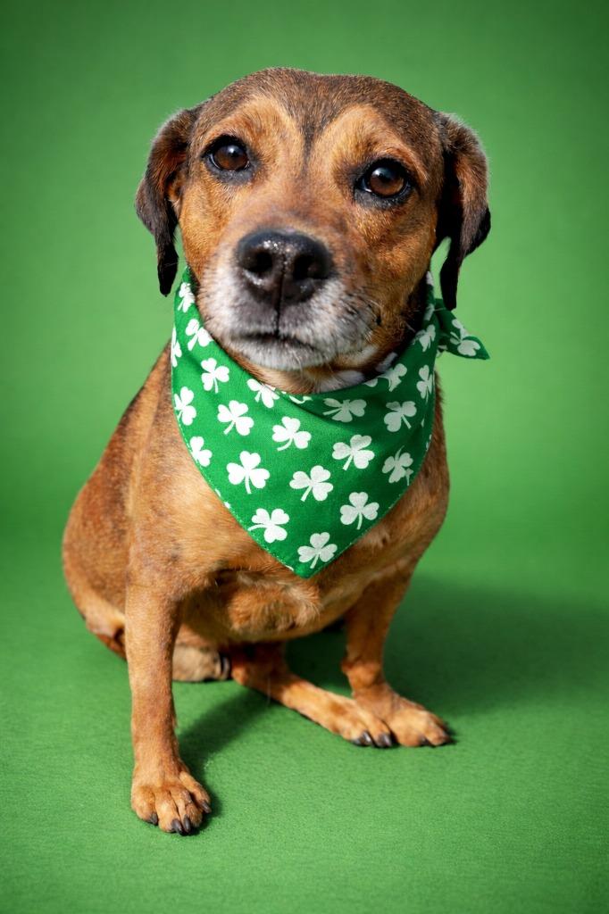 Clover, Adoptable, Adult Female Rhodesian Ridgeback.
