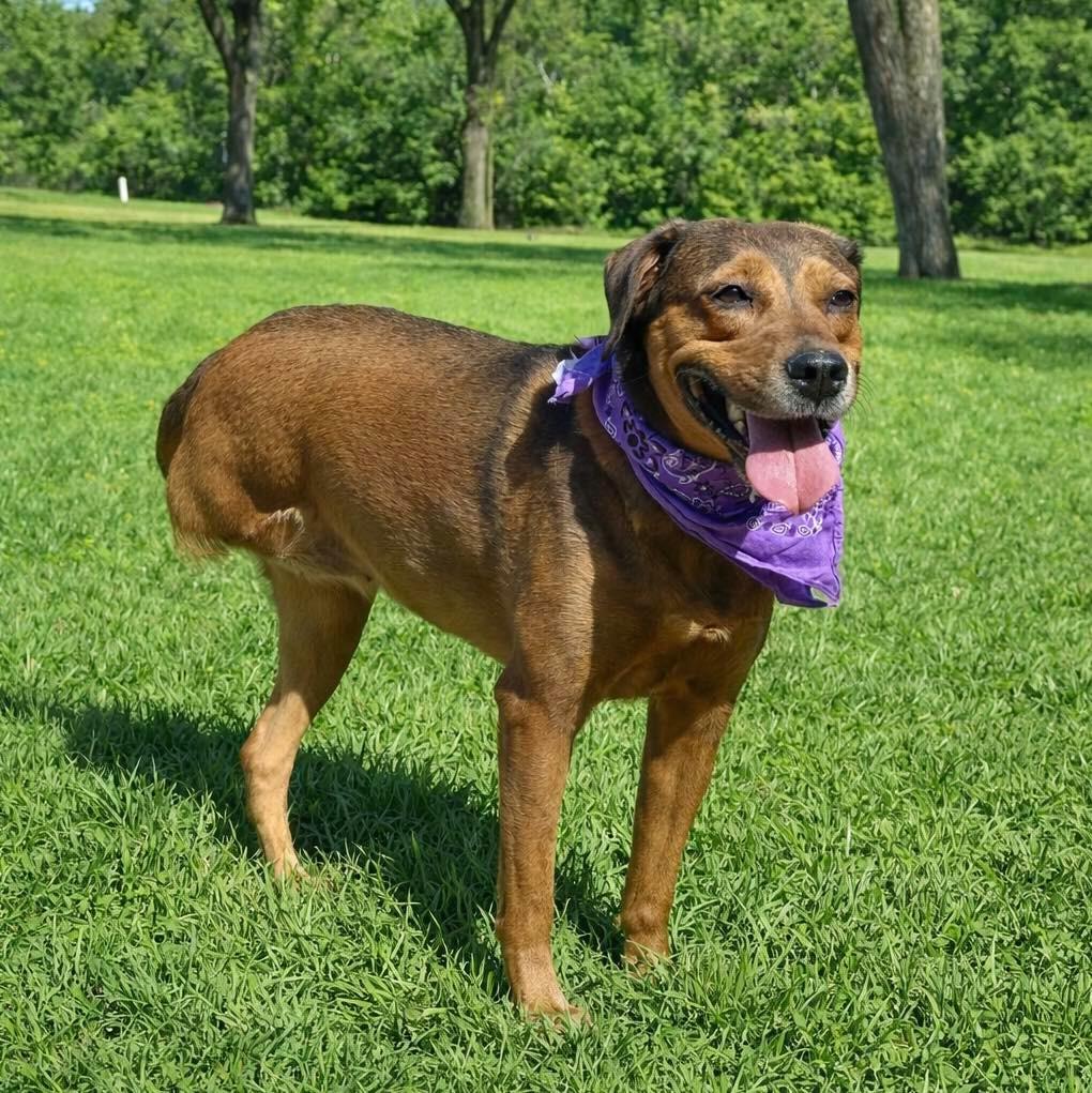 Enlarge Clover, a Adoptable Rhodesian Ridgeback in Seagoville, TX image 2/3
