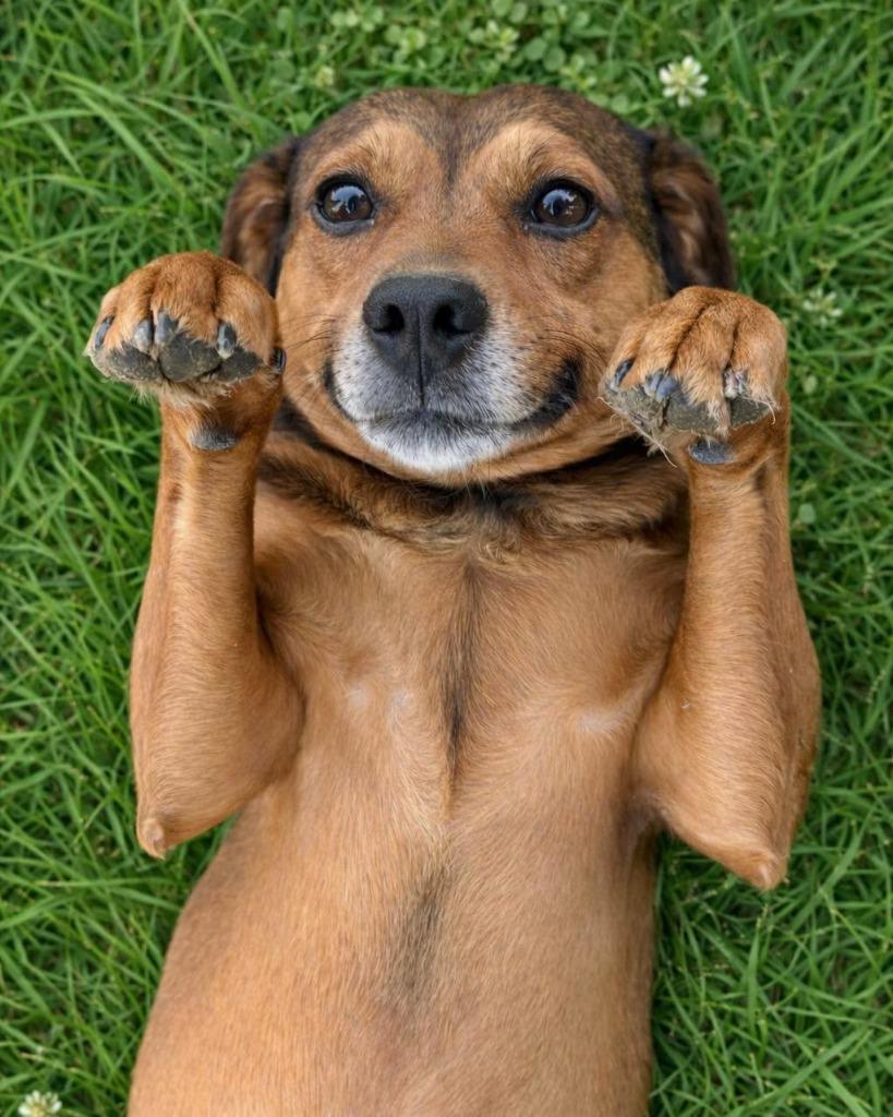 Enlarge Clover, a Adoptable Rhodesian Ridgeback in Seagoville, TX image 3/3