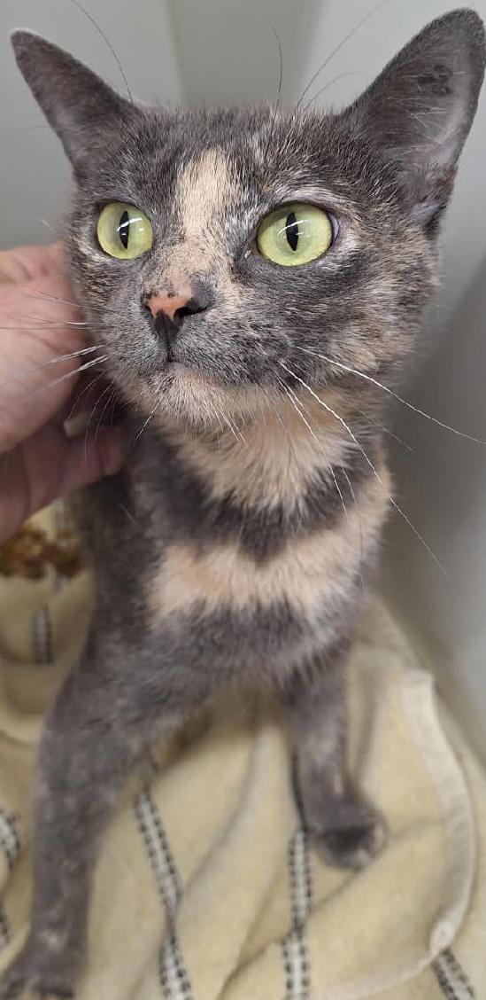 Shanelle, Adopted, Adult Female Dilute Calico.