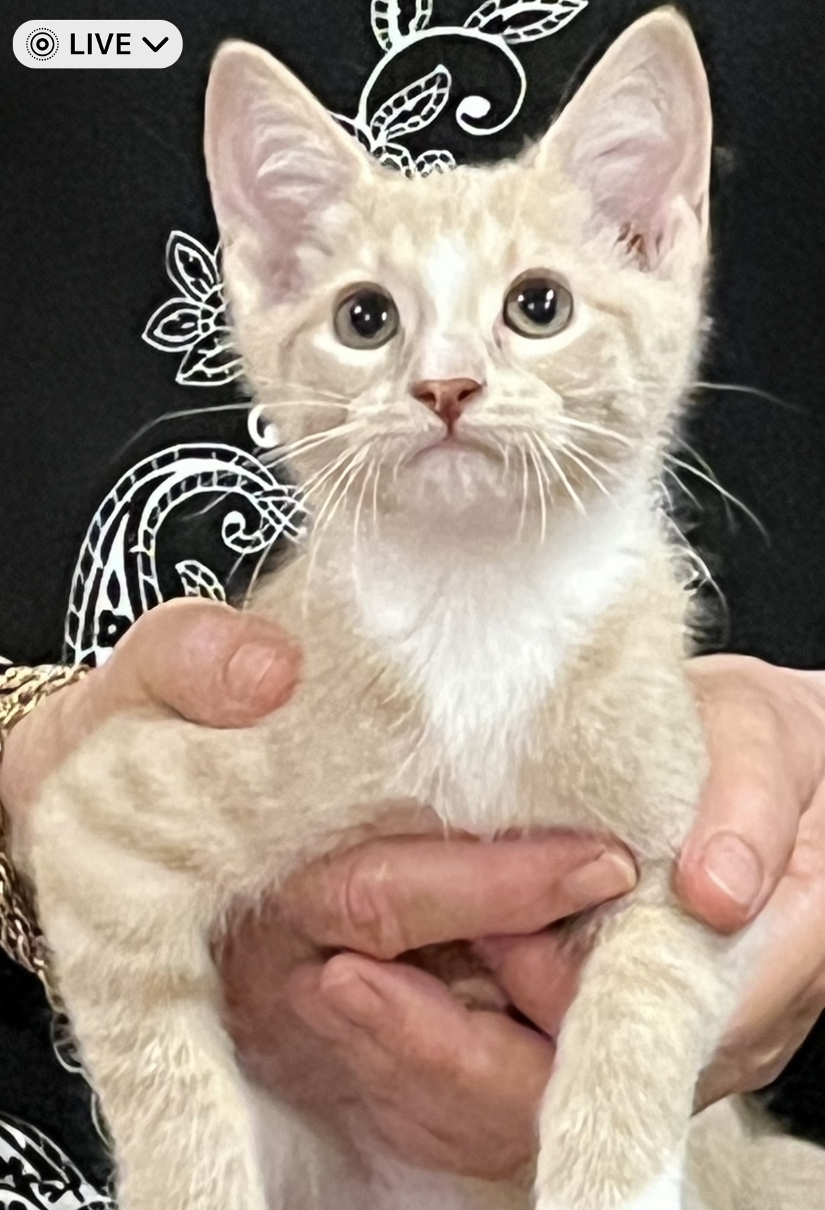 KITTENS, Adopted, Kitten Female Domestic Short Hair.