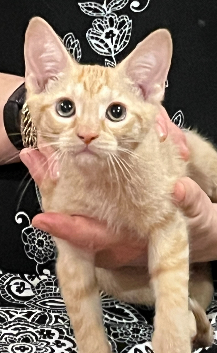 KITTENS, a Adopted Domestic Short Hair in Andover, CT image 2/5