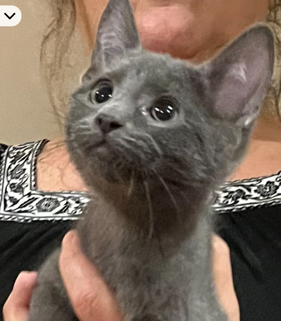 KITTENS, a Adopted Domestic Short Hair in Andover, CT image 5/5