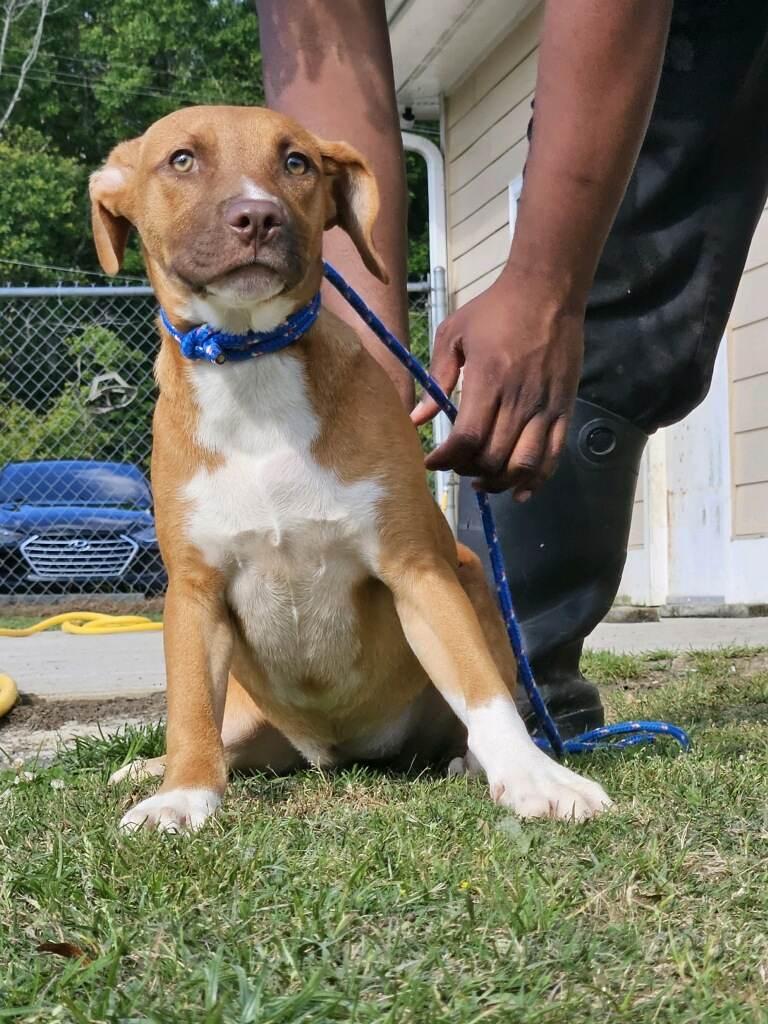 Minnie, Adopted, Young Female Labrador Retriever.