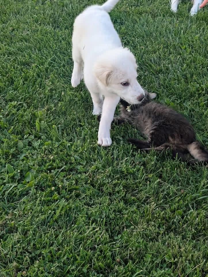 Yuki, Adoptable, Puppy Female Great Pyrenees.