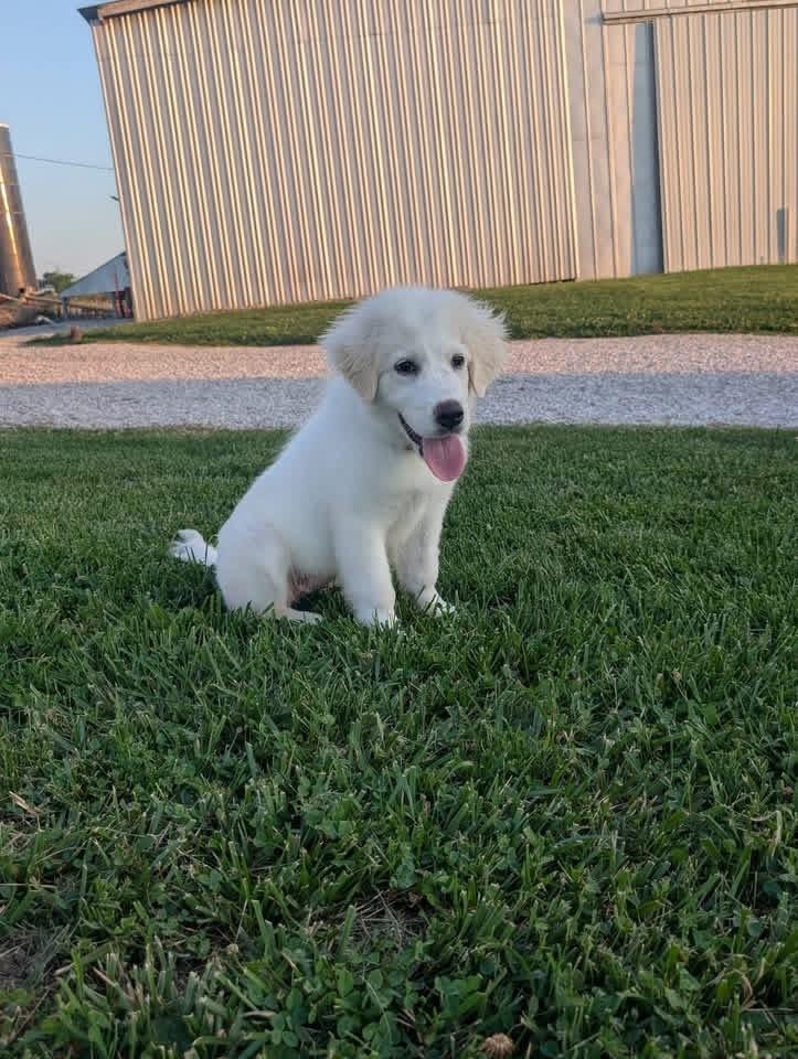 Yuki, a Adoptable Great Pyrenees in Grove City, OH image 2/6
