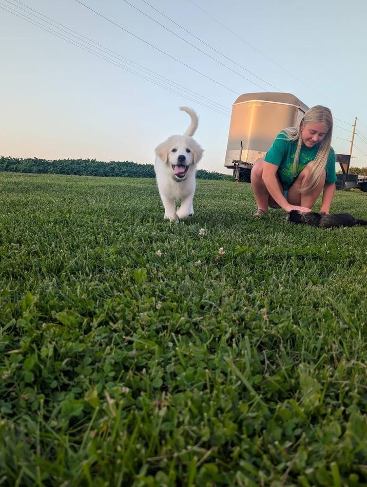 Yuki, a Adoptable Great Pyrenees in Grove City, OH image 3/6