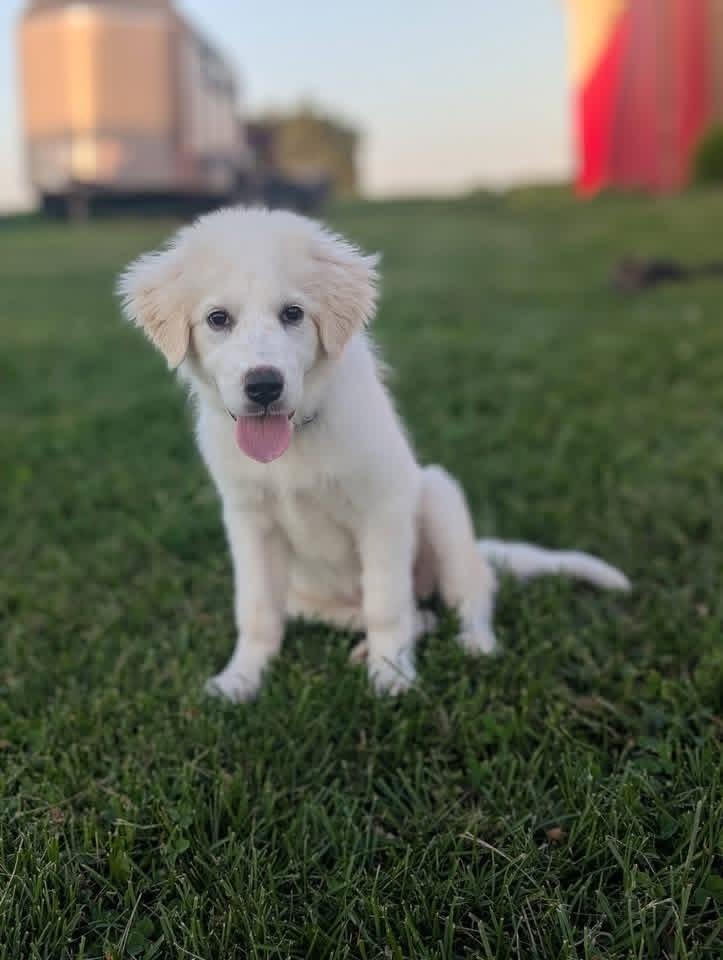 Yuki, a Adoptable Great Pyrenees in Grove City, OH image 4/6
