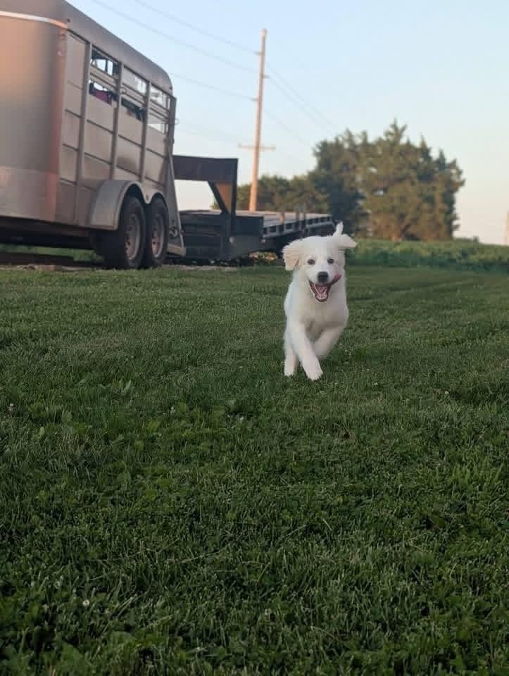 Yuki, a Adoptable Great Pyrenees in Grove City, OH image 5/6