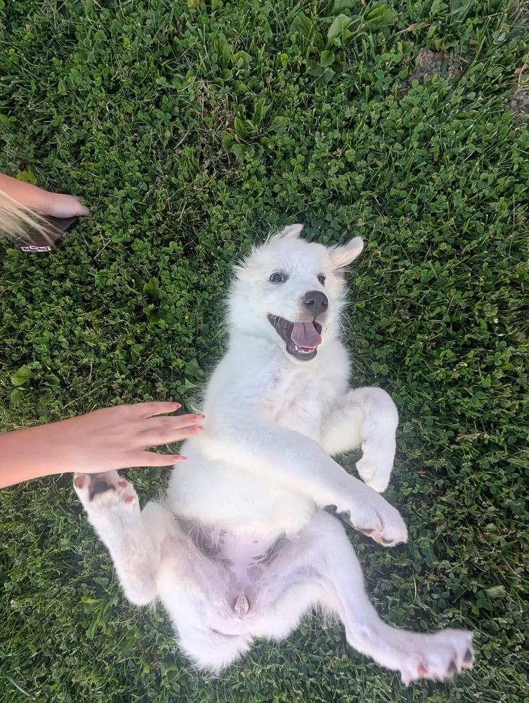 Yuki, a Adoptable Great Pyrenees in Grove City, OH image 6/6