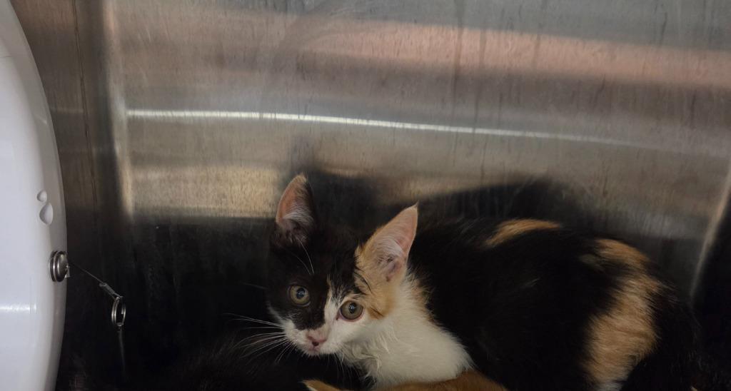 Enlarge Taffy, a Adoptable Calico in Rock Springs, WY image 2/2