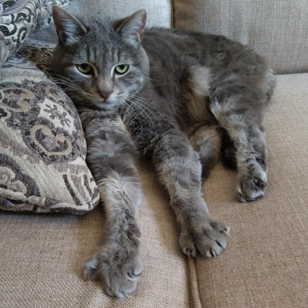 Morgan, Adoptable, Senior Female Domestic Short Hair.
