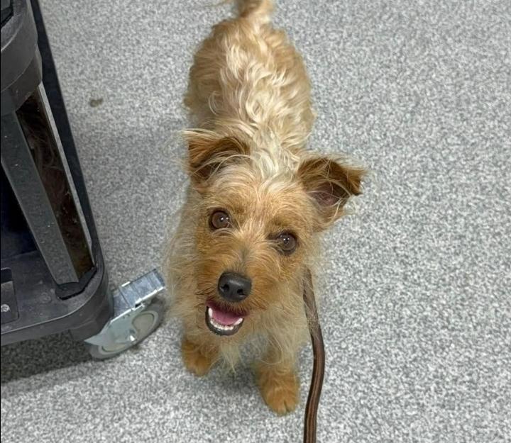 Kale, Adoptable, Adult Male Yorkshire Terrier.