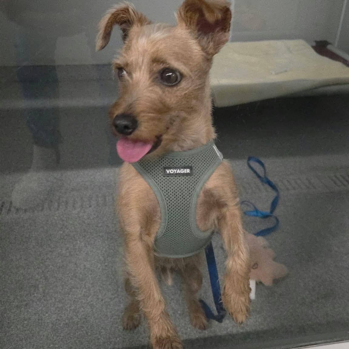 Enlarge Kale, a Adoptable mixed breed in Minooka, IL image 3/4