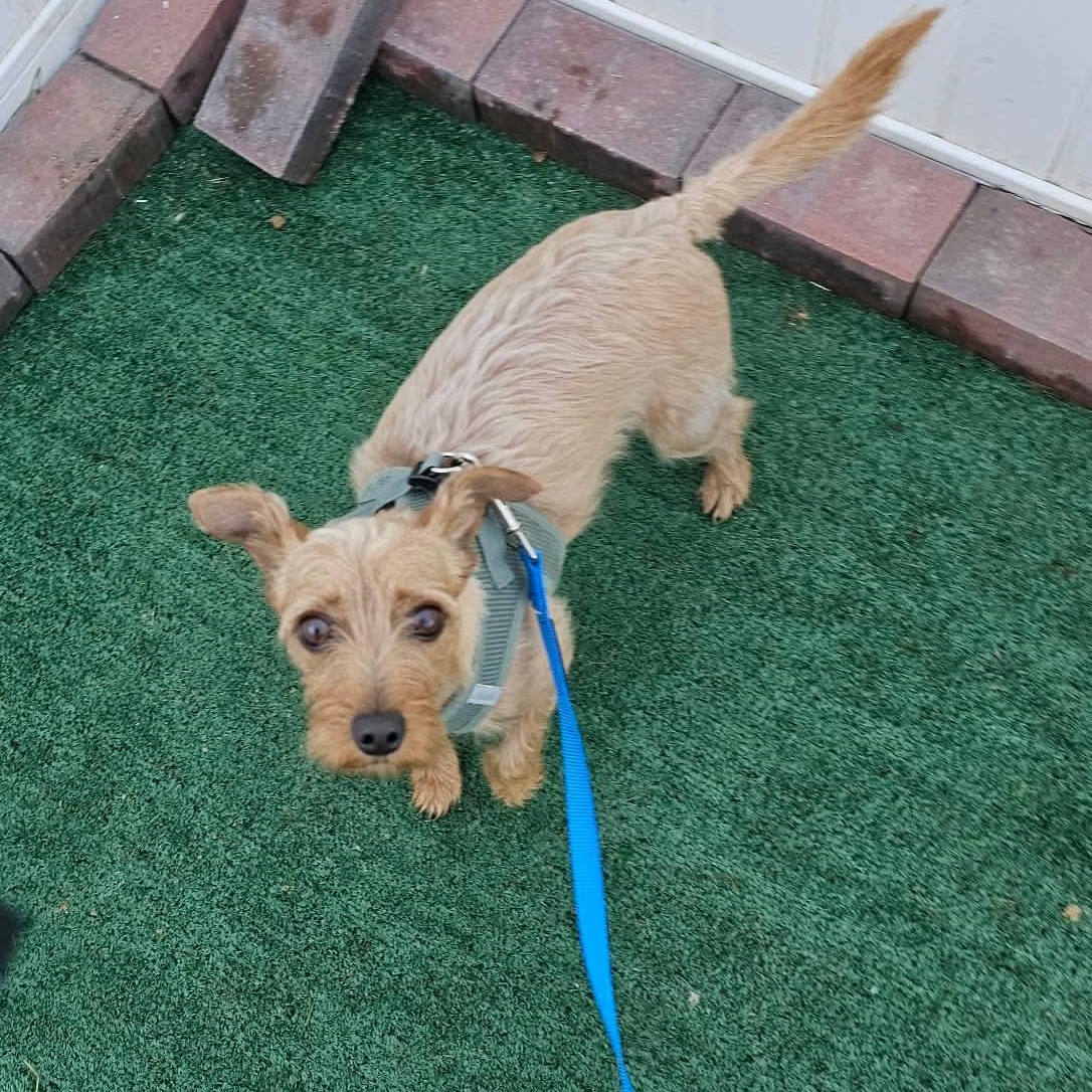Enlarge Kale, a Adoptable mixed breed in Minooka, IL image 2/4