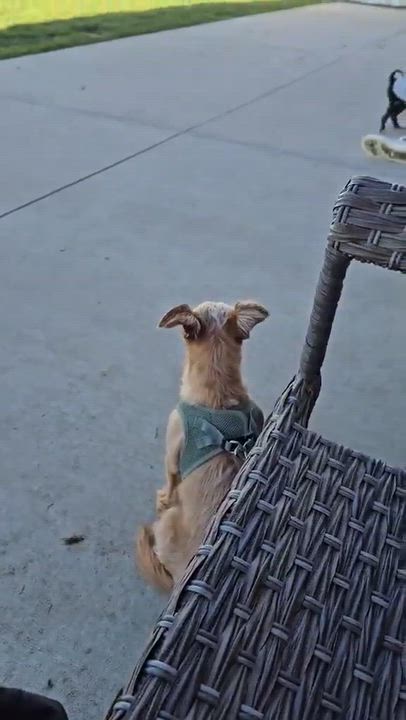 Enlarge Kale, a Adoptable mixed breed in Minooka, IL video 4/4