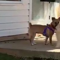 Enlarge Lil Lulu, an adopted mixed breed in Rochester, NY image 5/6