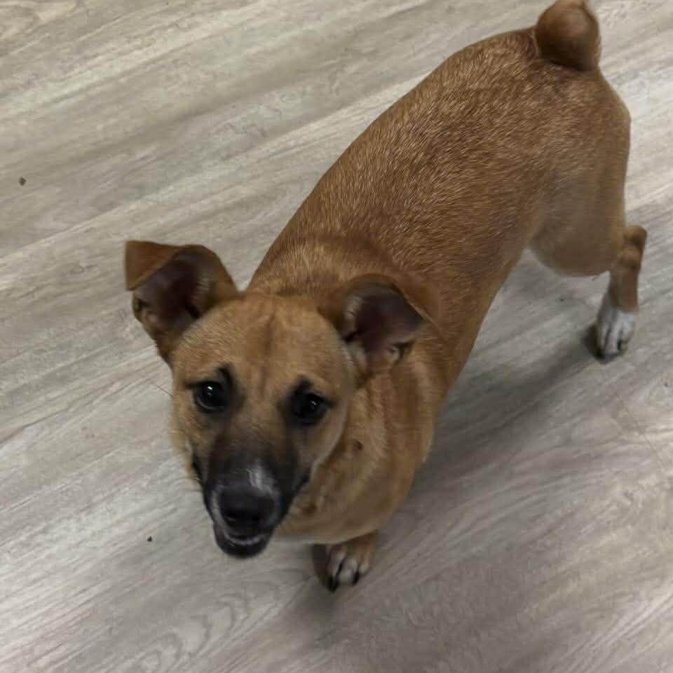 Lil Lulu, adopted, Young Female Corgi & Jack Russell Terrier.