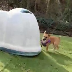 Enlarge Lil Lulu, an adopted mixed breed in Rochester, NY image 6/6