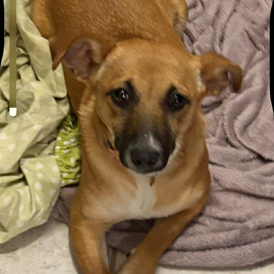 Enlarge Lil Lulu, an adopted mixed breed in Rochester, NY image 3/6