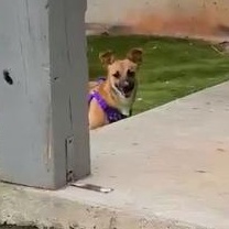 Enlarge Lil Lulu, an adopted mixed breed in Rochester, NY image 2/6