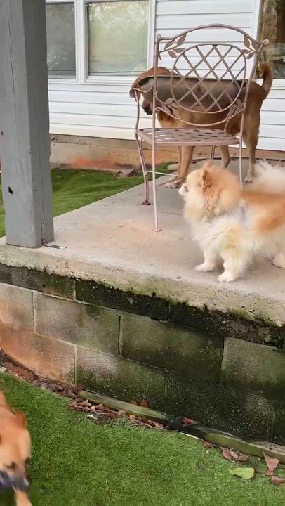 Enlarge Lil Lulu, an adopted mixed breed in Rochester, NY video 4/6