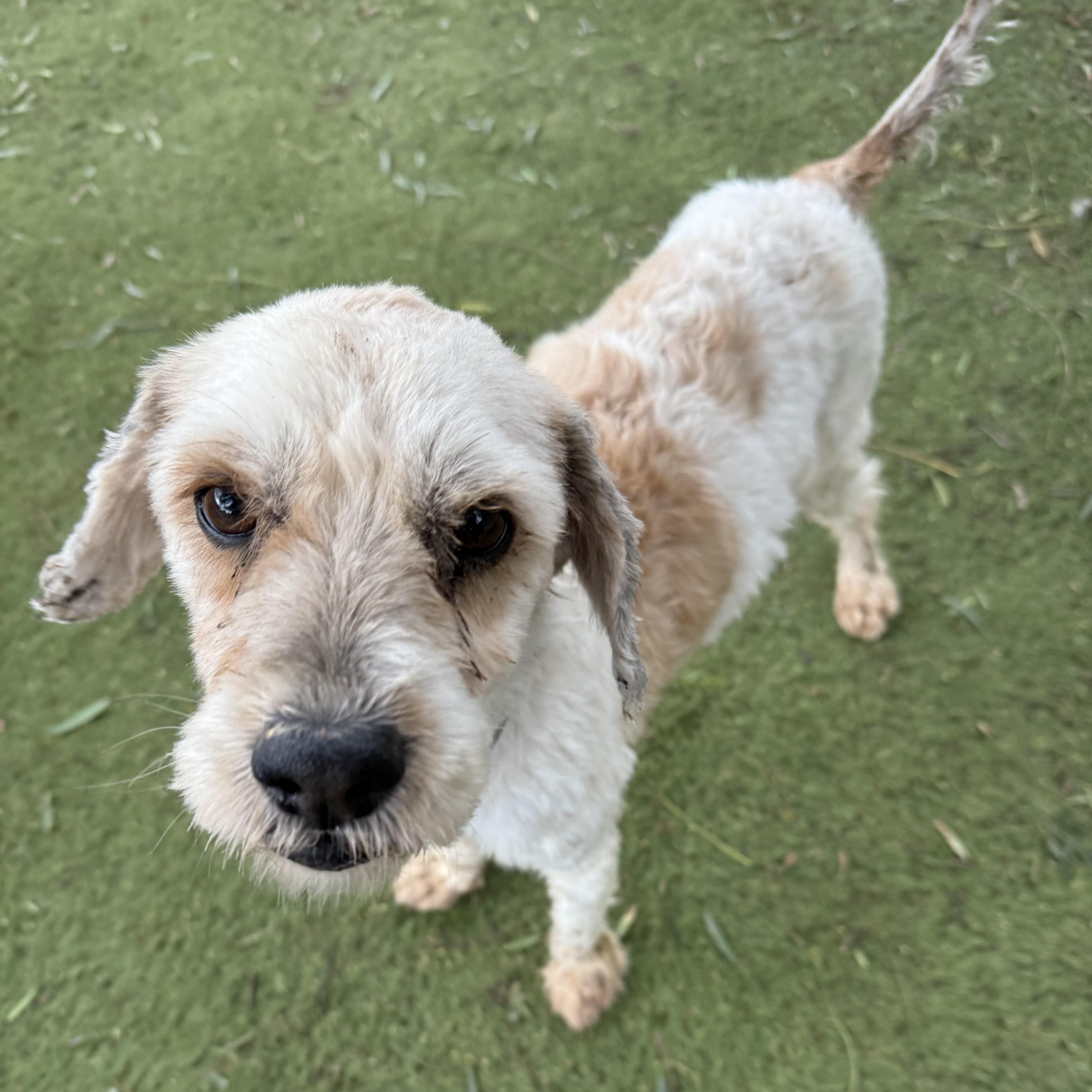 Maitake, an adoptable Cockapoo, Poodle in San Diego, CA, 92117 | Photo Image 5