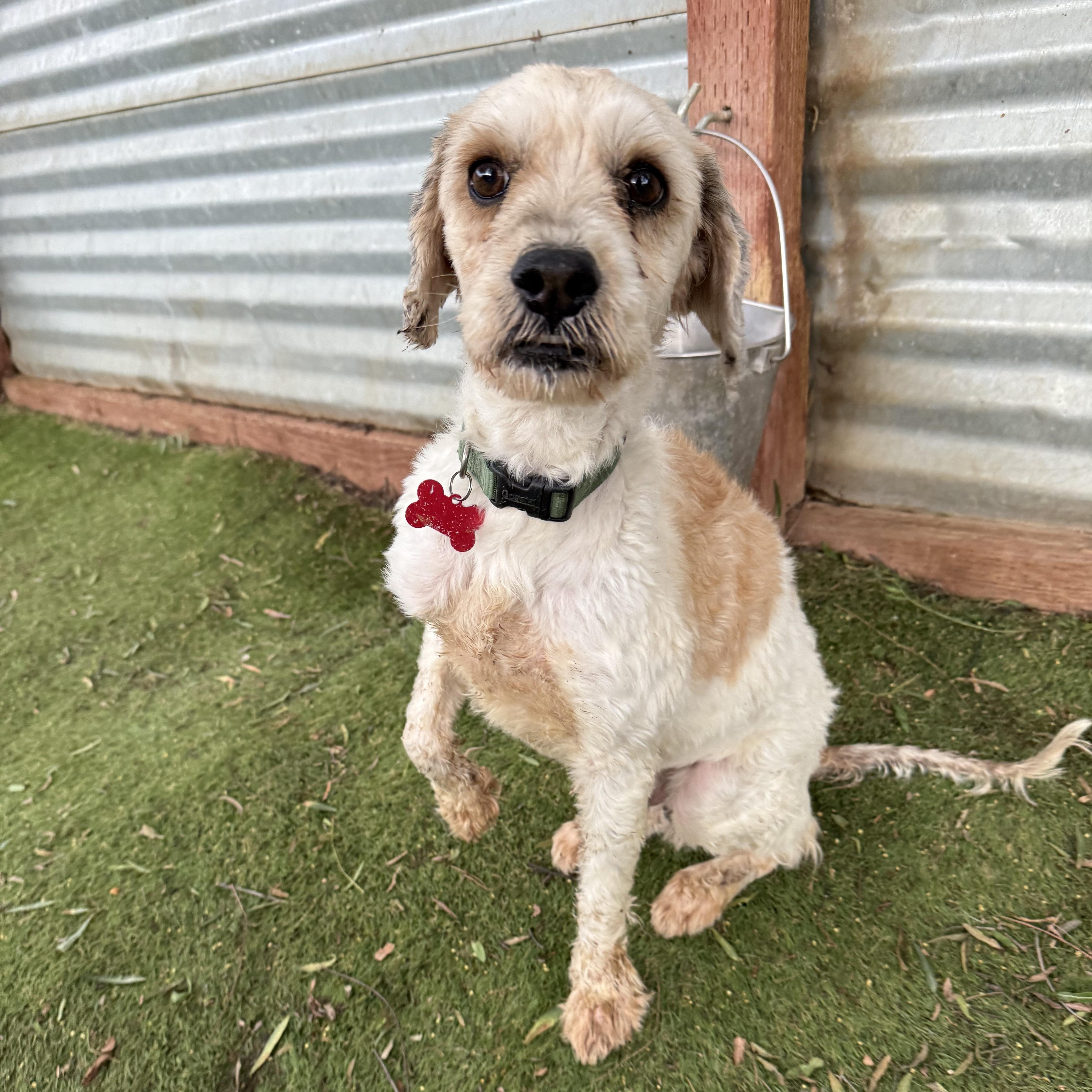 Maitake, an adoptable Cockapoo, Poodle in San Diego, CA, 92117 | Photo Image 6
