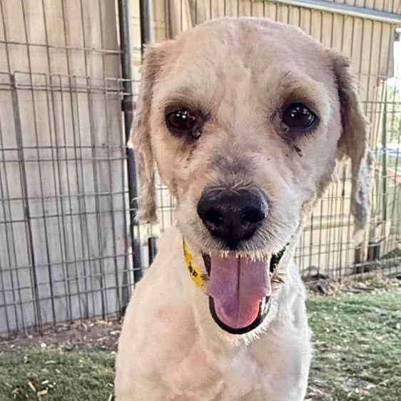 Maitake, an adoptable Cockapoo, Poodle in San Diego, CA, 92117 | Photo Image 1