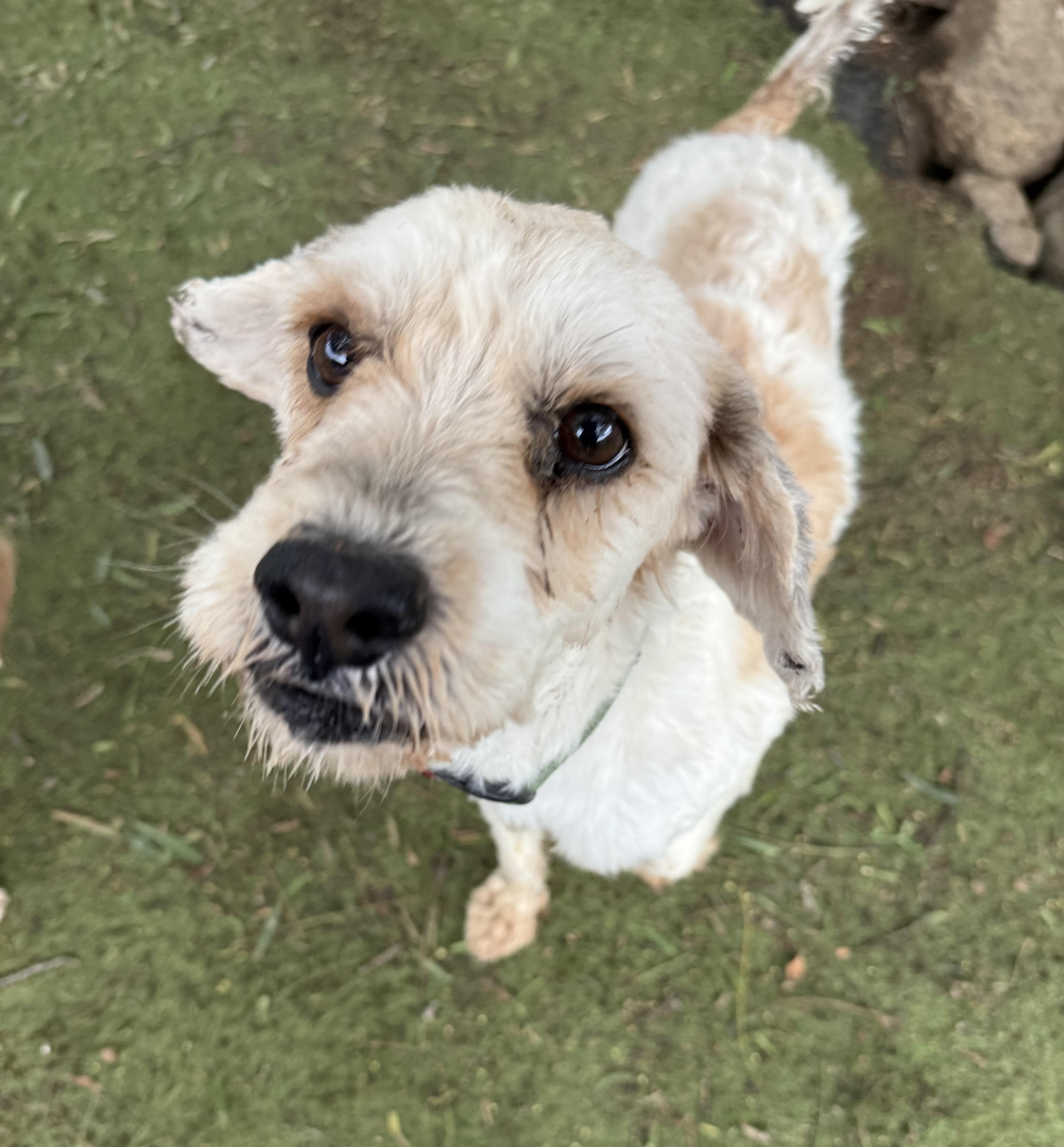 Maitake, an adoptable Cockapoo, Poodle in San Diego, CA, 92117 | Photo Image 3
