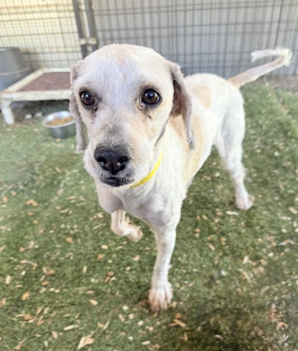 Maitake, an adoptable Cockapoo, Poodle in San Diego, CA, 92117 | Photo Image 2