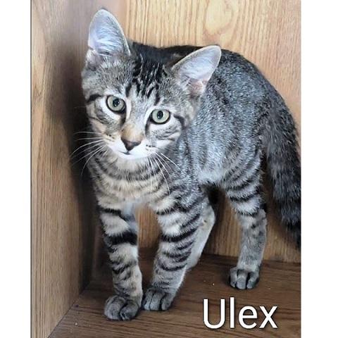 Enlarge Ulex, a Adoptable Tabby in Salt Lake City, UT image 2/3