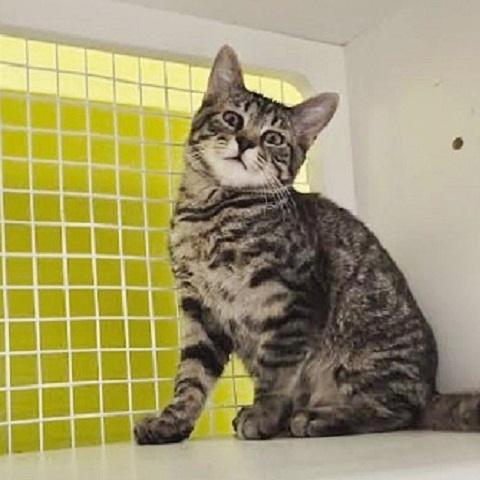 Enlarge Ulex, a Adoptable Tabby in Salt Lake City, UT image 3/3