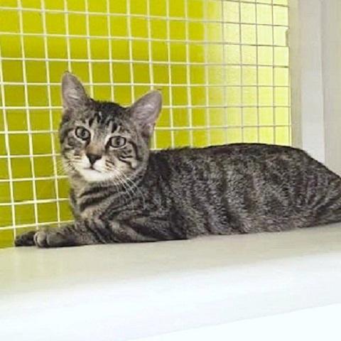 Ulex, Adoptable, Kitten Male Tabby.